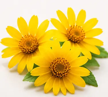 Arnica Extract
